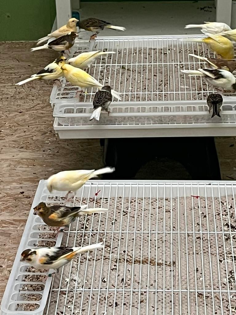 Mannelijke harlekijnkanaries en andere te koop, Dieren en Toebehoren