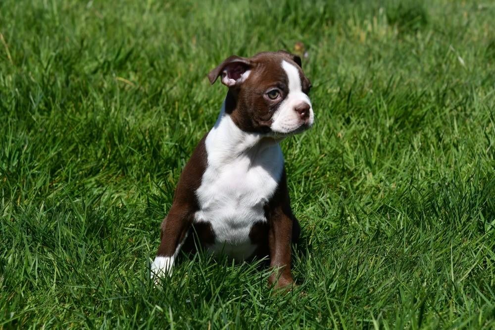 Boston Terriër pups te koop, 15 weken tot 1 jaar, Buitenland, Parvo, Eén hond