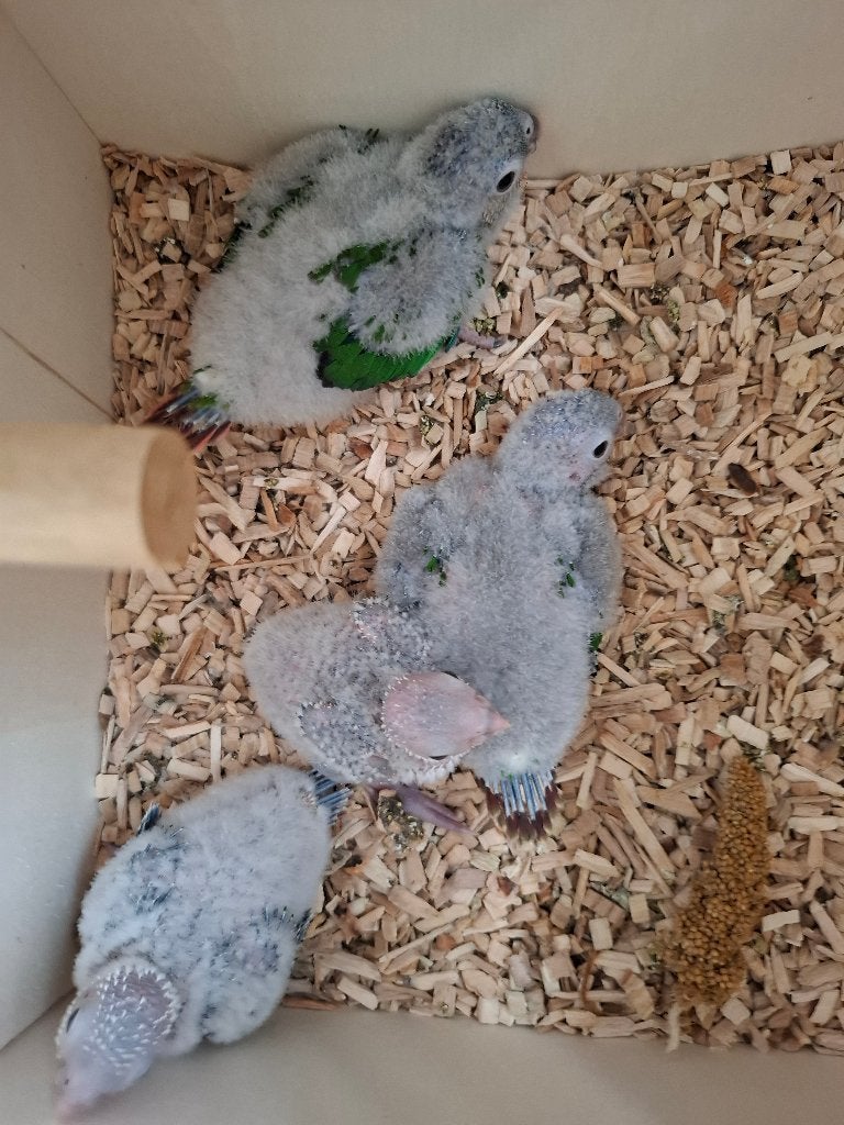 Pyrrhuras, Plusieurs animaux, Perruche, Domestique