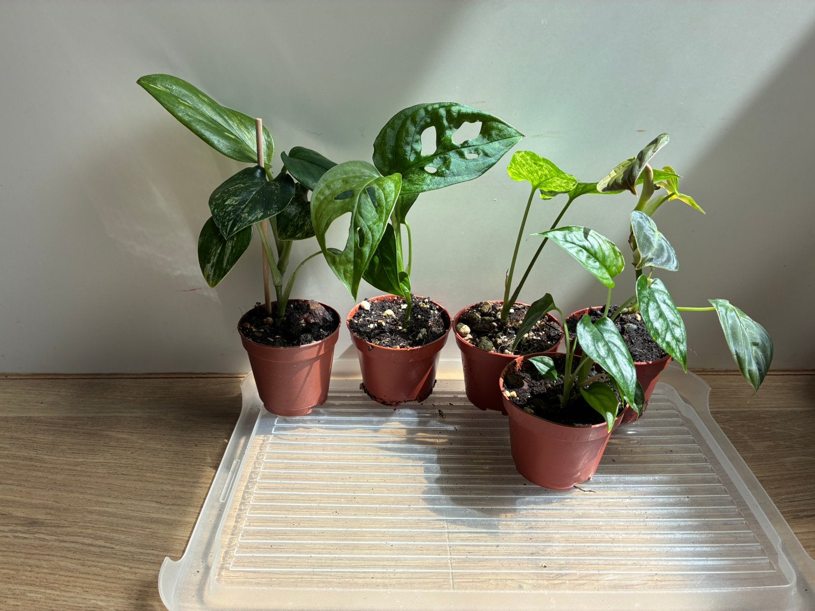 Kamerplantenmix 1, Huis en Inrichting, Kamerplanten, Ophalen