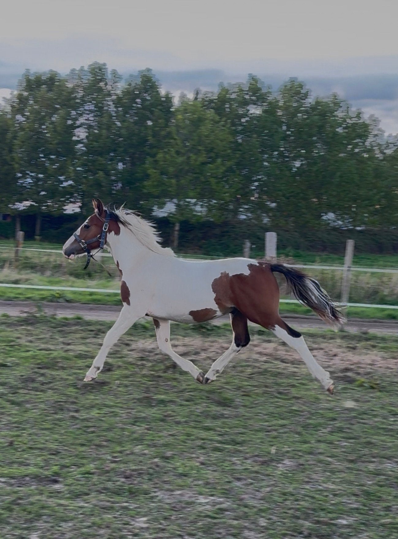 Prachtige pinto jaarling, Dieren en Toebehoren, 0 tot 2 jaar, Hengst, Onbeleerd, Recreatiepony