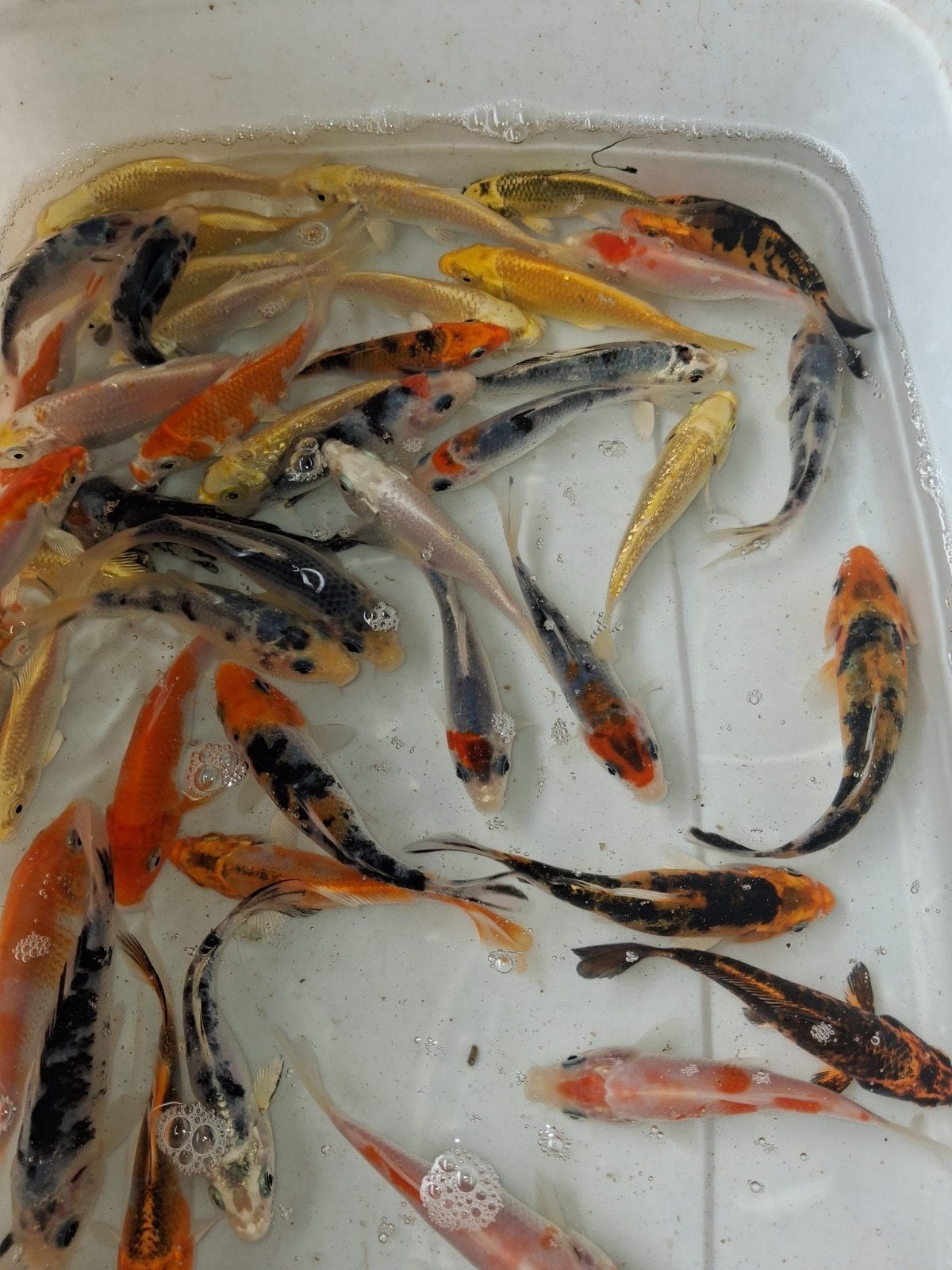 Mooie vlinder koi en gewone kois 10/12 cm
