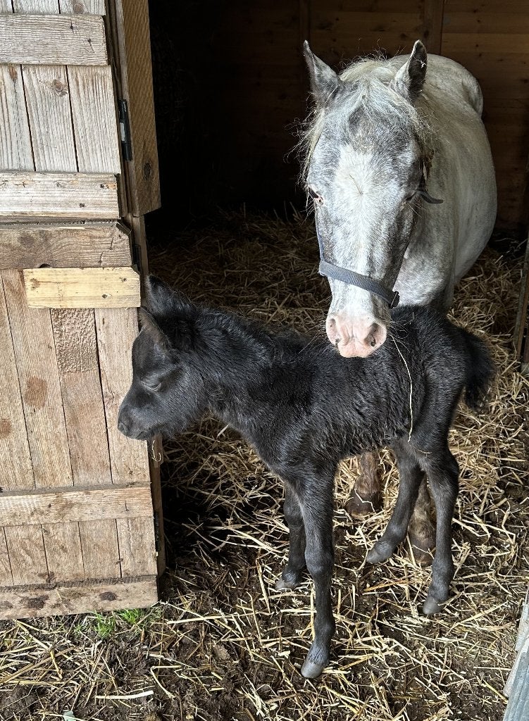 Mini paard met veulen, Dieren en Toebehoren, Pony's, Met stamboom, A pony (tot 1.17m), 7 tot 10 jaar, Onbeleerd