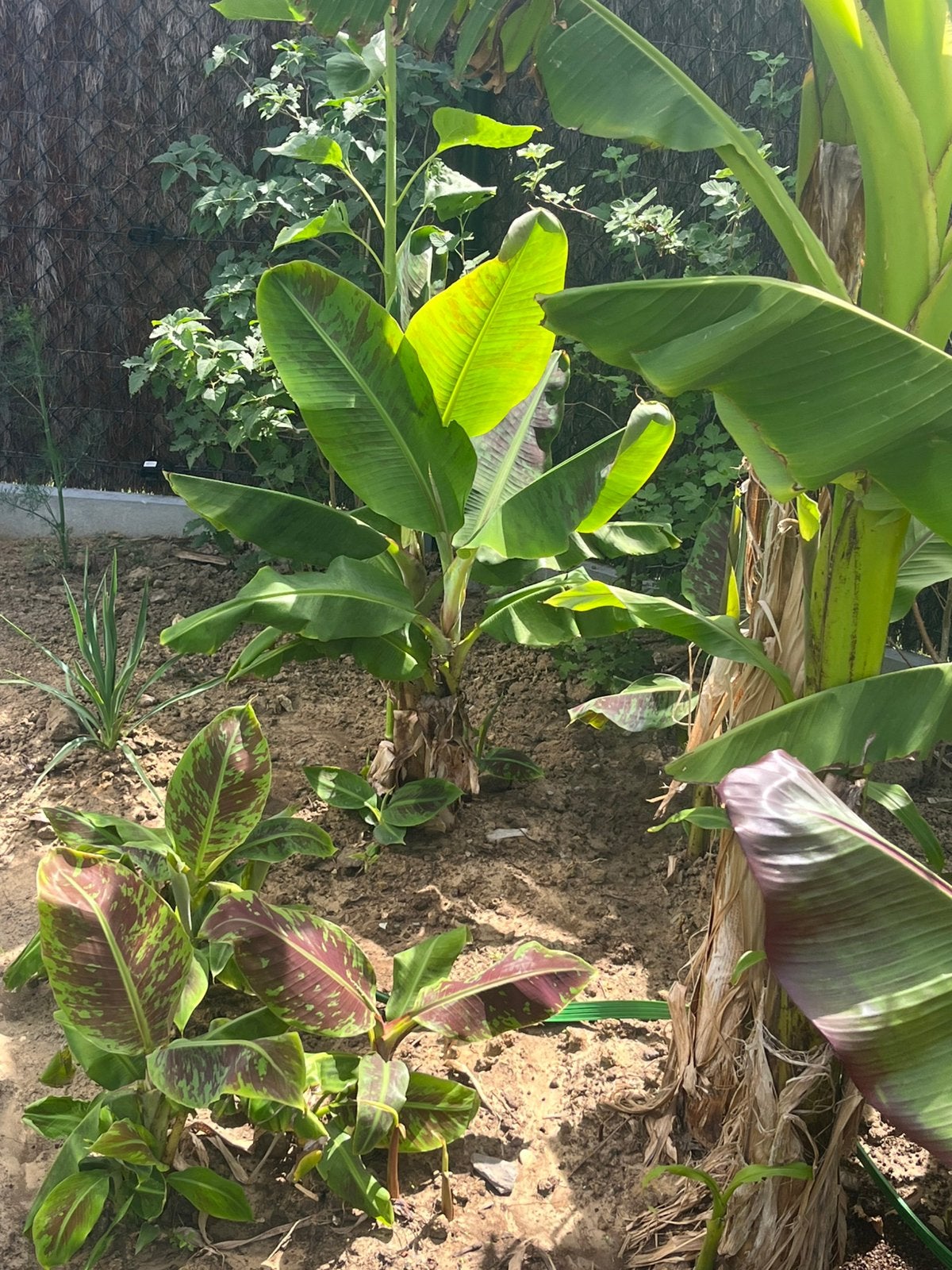 Banaan musa dwarf cavendish, Tuin en Terras, Bloembollen en Zaden, Ophalen