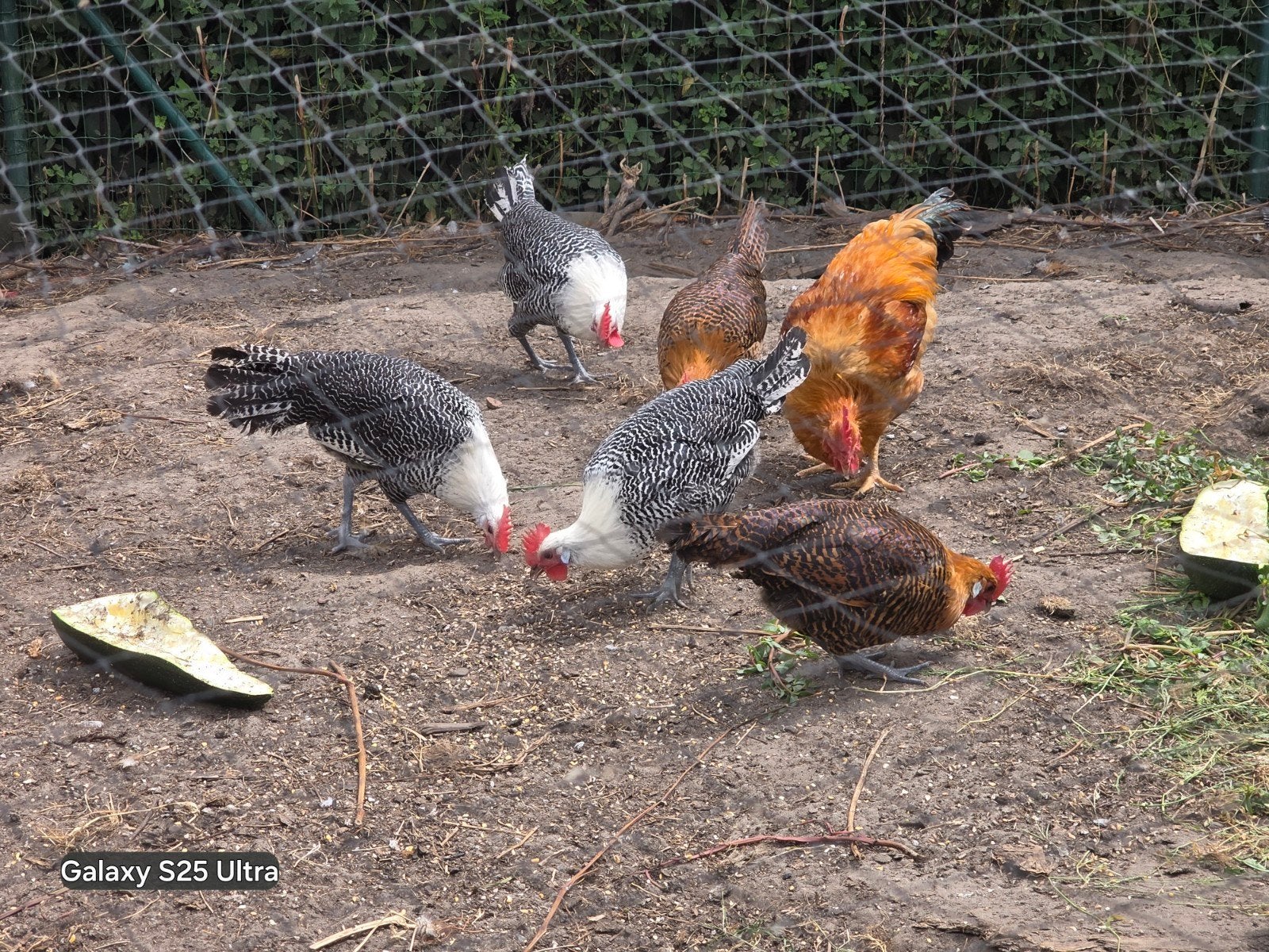 Jonge Hanen, Mâle, Poule ou poulet