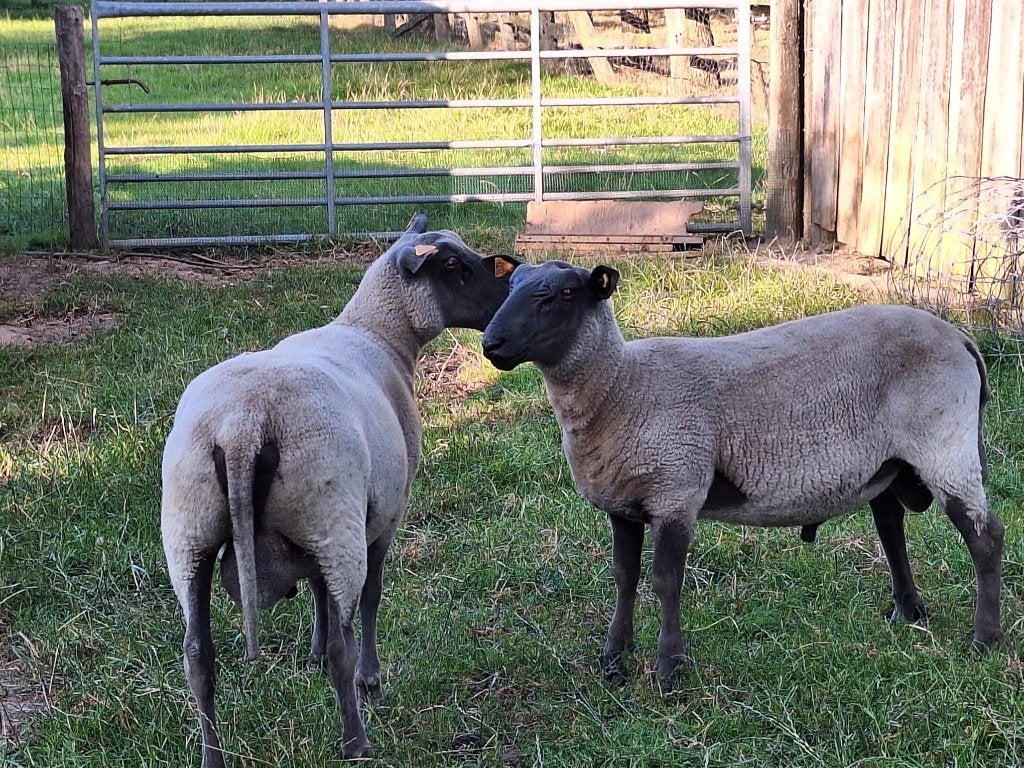 Blue du Maine, terrasse, Animaux & Accessoires, Mâle, Mouton, 0 à 2 ans