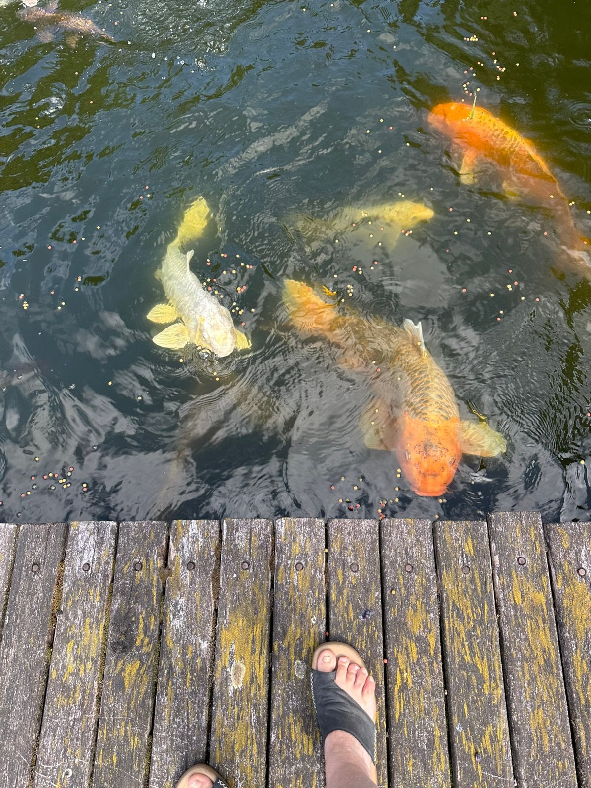 Koi’s, Dieren en Toebehoren, Vissen | Vijvervissen