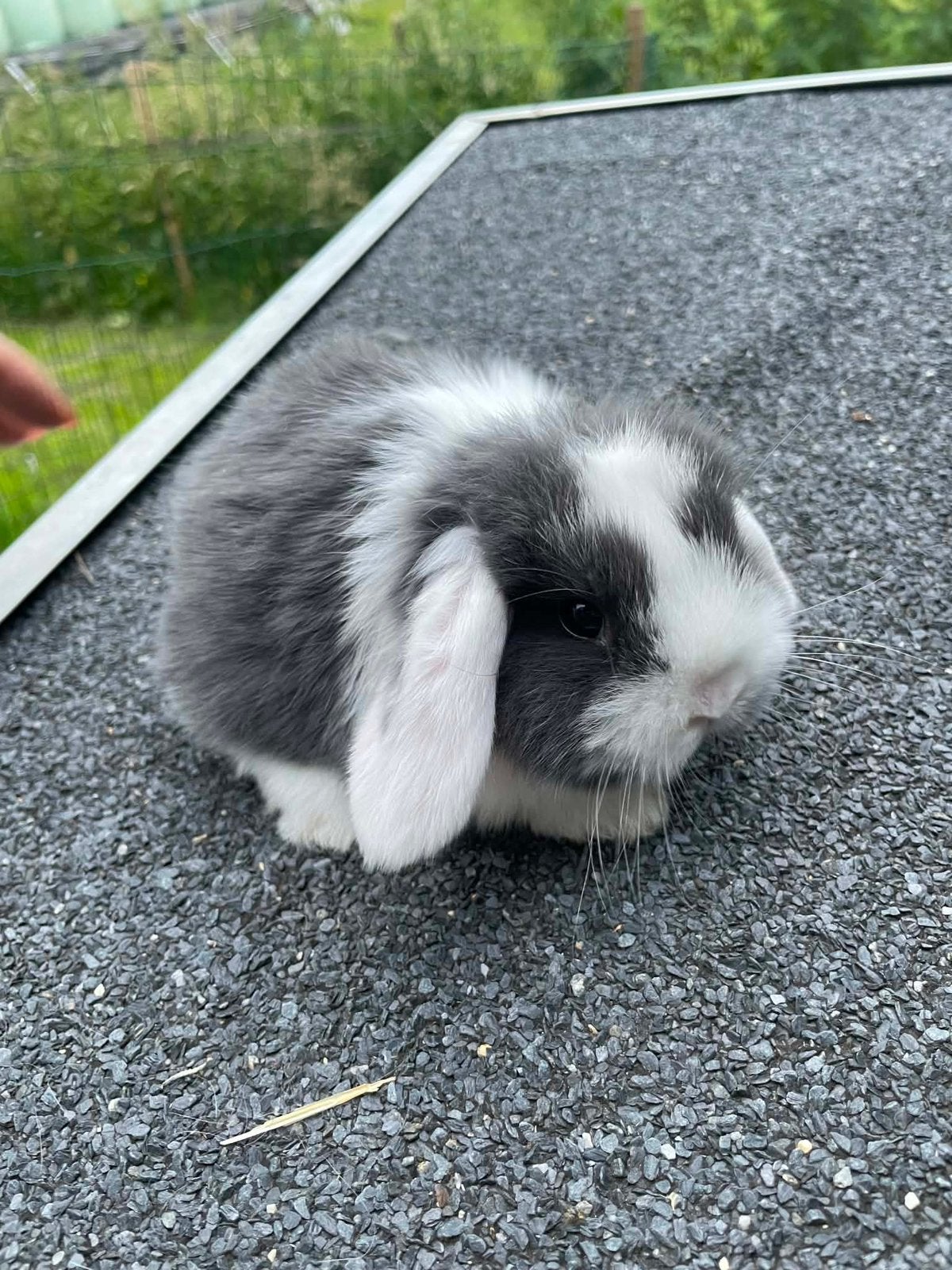 Raszuivere minilop konijnen, Dieren en Toebehoren, Meerdere dieren, Dwerg, Hangoor, 0 tot 2 jaar