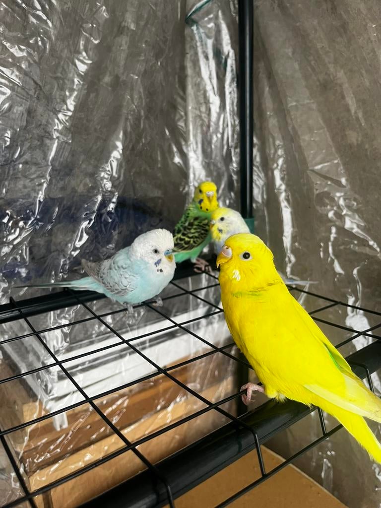4 vogels, Dieren en Toebehoren, Vogels | Parkieten en Papegaaien