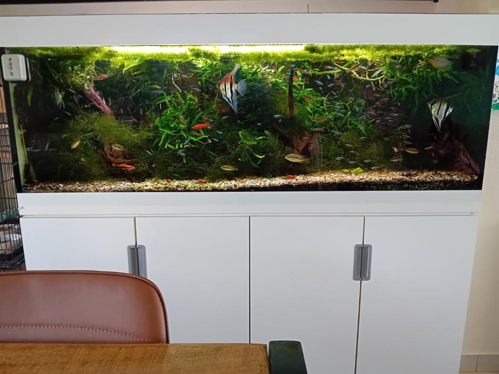 Aquarium eheim met volledige inhoud.0495102115, Ophalen, Filter, Eheim