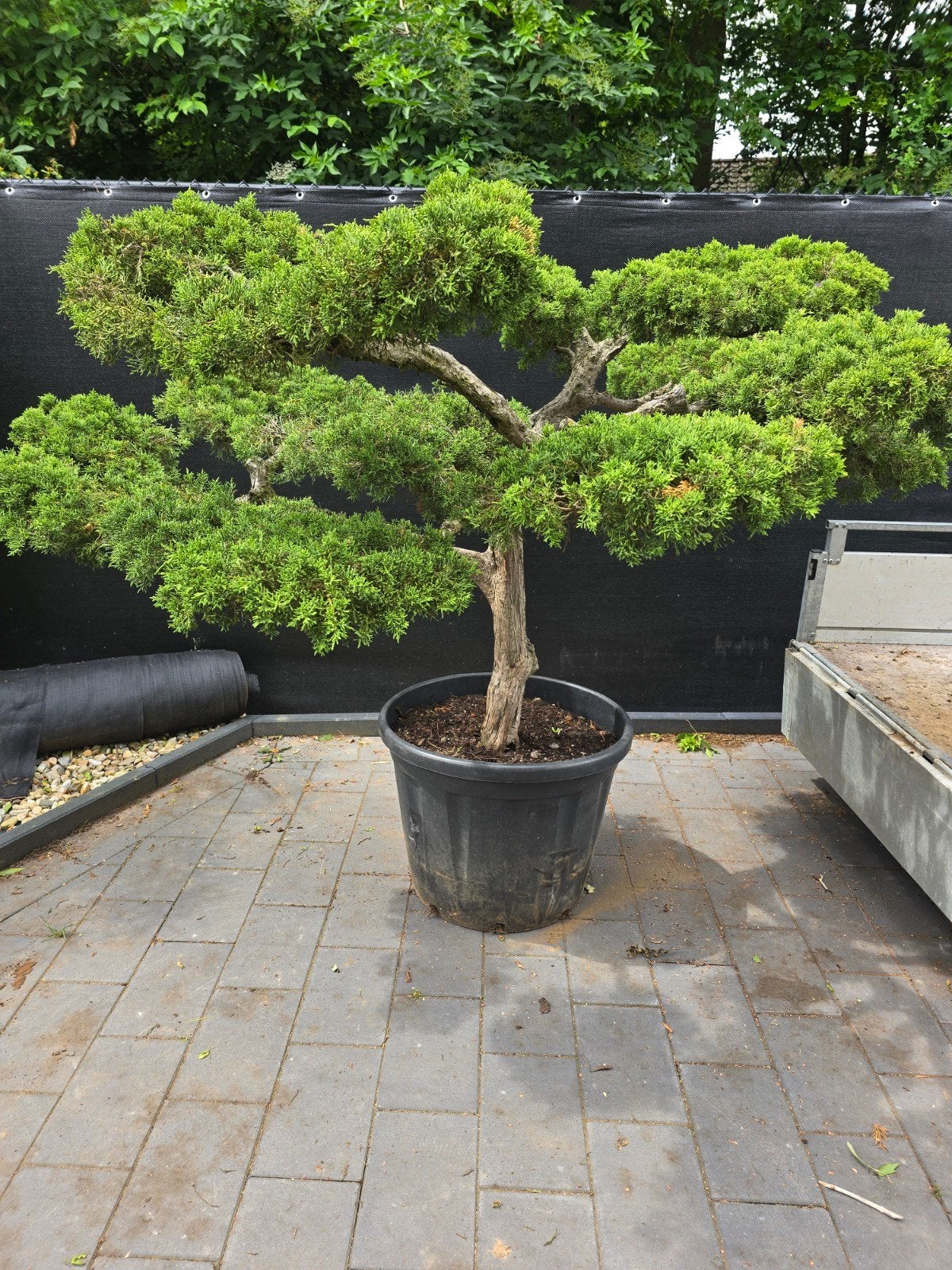Zeer mooie en robuuste Juniperus tuinbonsai, Ophalen