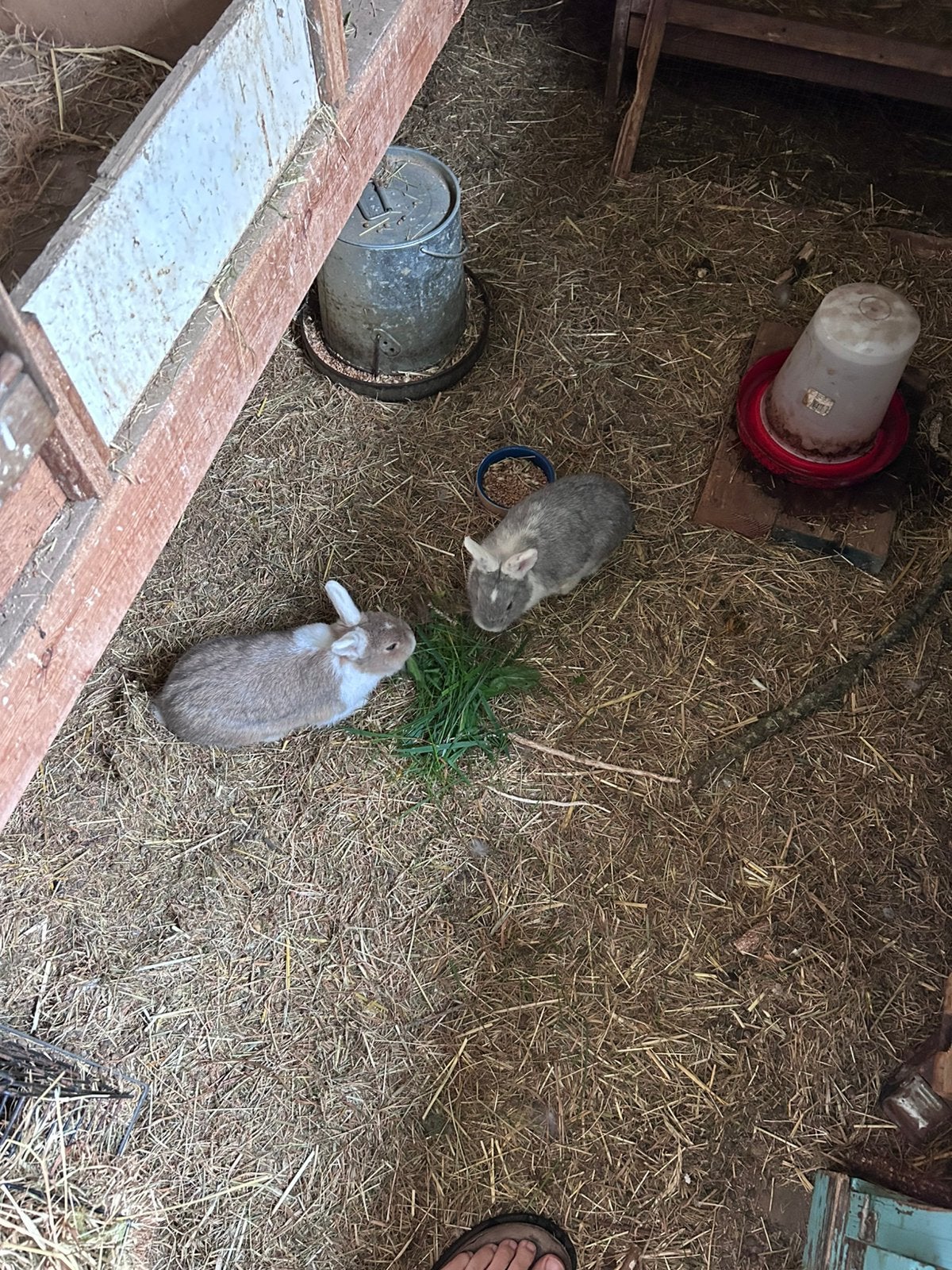 Mannelijke dwergkonijnen, Dieren en Toebehoren, Mannelijk, Dwerg, 0 tot 2 jaar