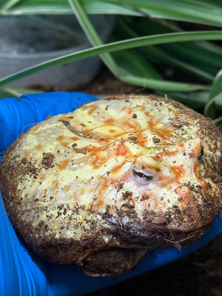 Ceratophrys cranwelli 2024, Dieren en Toebehoren, Reptielen en Amfibieën, Amfibie, Met terrarium, 0 tot 2 jaar