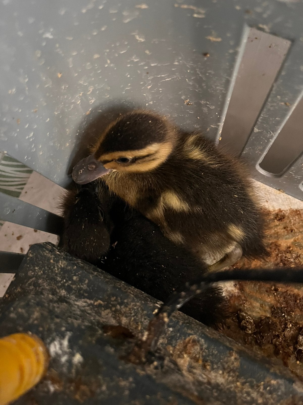 Loopeend kuikens, Animaux & Accessoires, Sexe inconnu, Canard