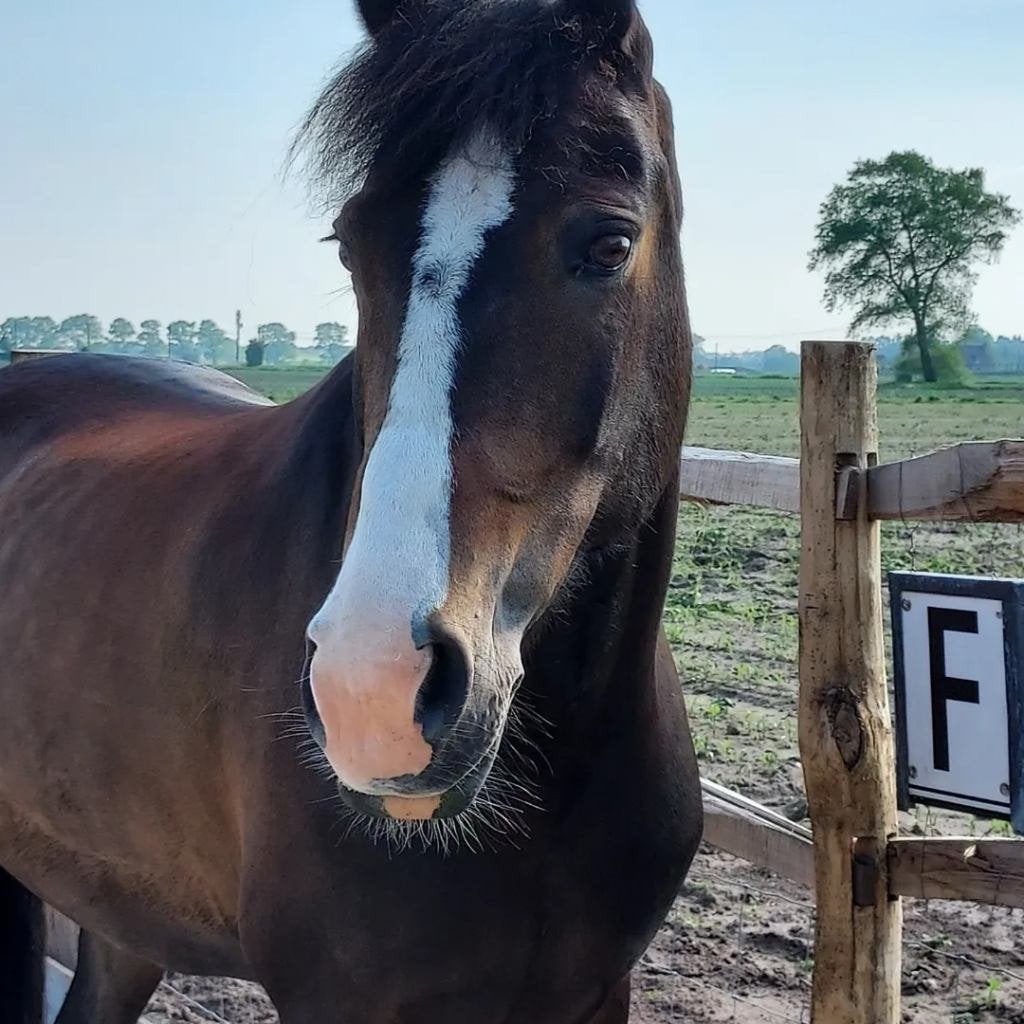 New Forest stermerrie | 1m48 | 2011, Merrie, Met stamboom, M, 11 jaar of ouder