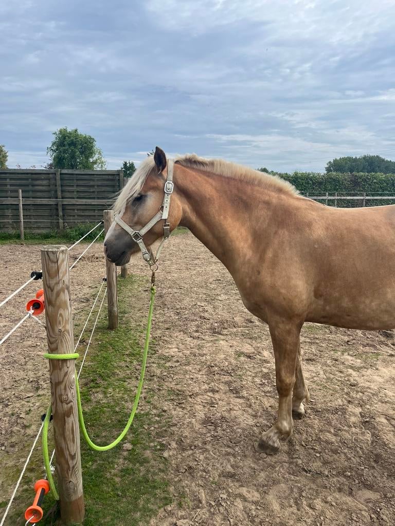 3 jarige ruin, Dieren en Toebehoren, Paarden, Ruin, Onbeleerd, Met stamboom, 3 tot 6 jaar