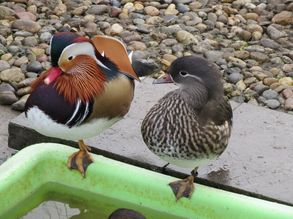 Canards mandarins et caroliniques, Animaux & Accessoires, Oiseaux | Oiseaux Autre, Sexe inconnu, Oiseau tropical, Domestique