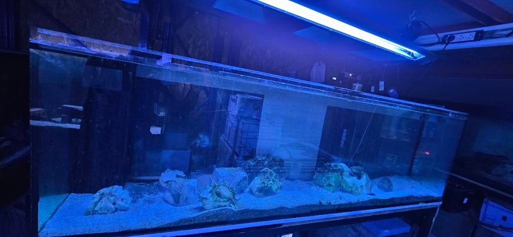 Aquarium, Dieren en Toebehoren