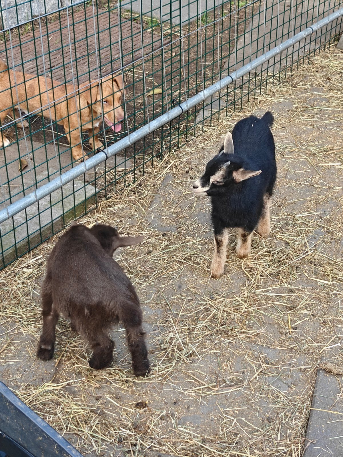 2 bokjes te koop, Dieren en Toebehoren, Mannelijk, Geit, 0 tot 2 jaar