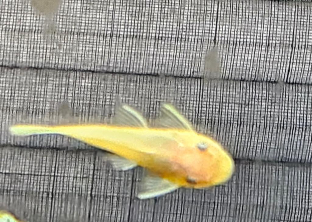 Ancistrussen yeux bleus orangés, Poisson, Poisson d'eau douce