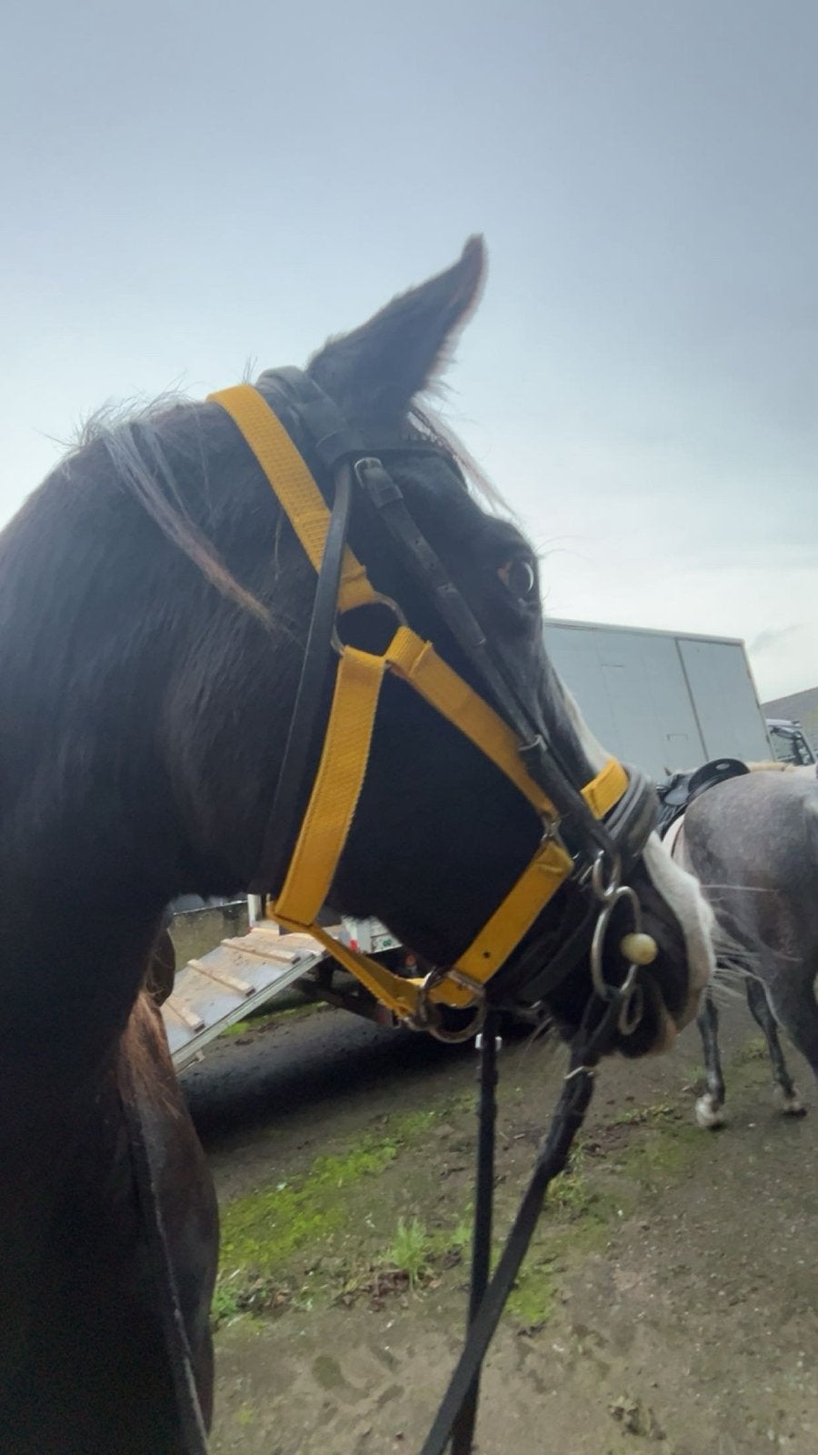 Deux beaux chevaux à vendre, Avec puce électronique, 11 ans ou plus, 160 à 165 cm, Cheval de récréation