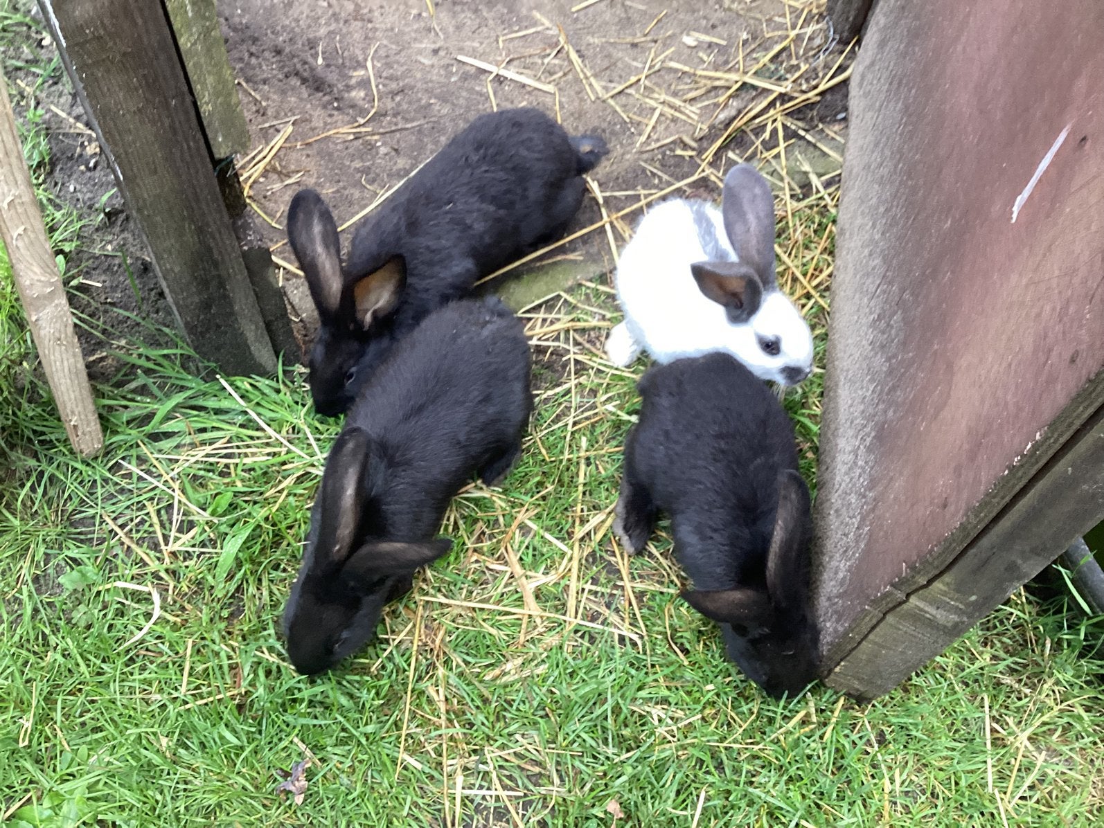 Reuzevlinder, Dieren en Toebehoren, Konijnen, Meerdere dieren, Groot, 0 tot 2 jaar