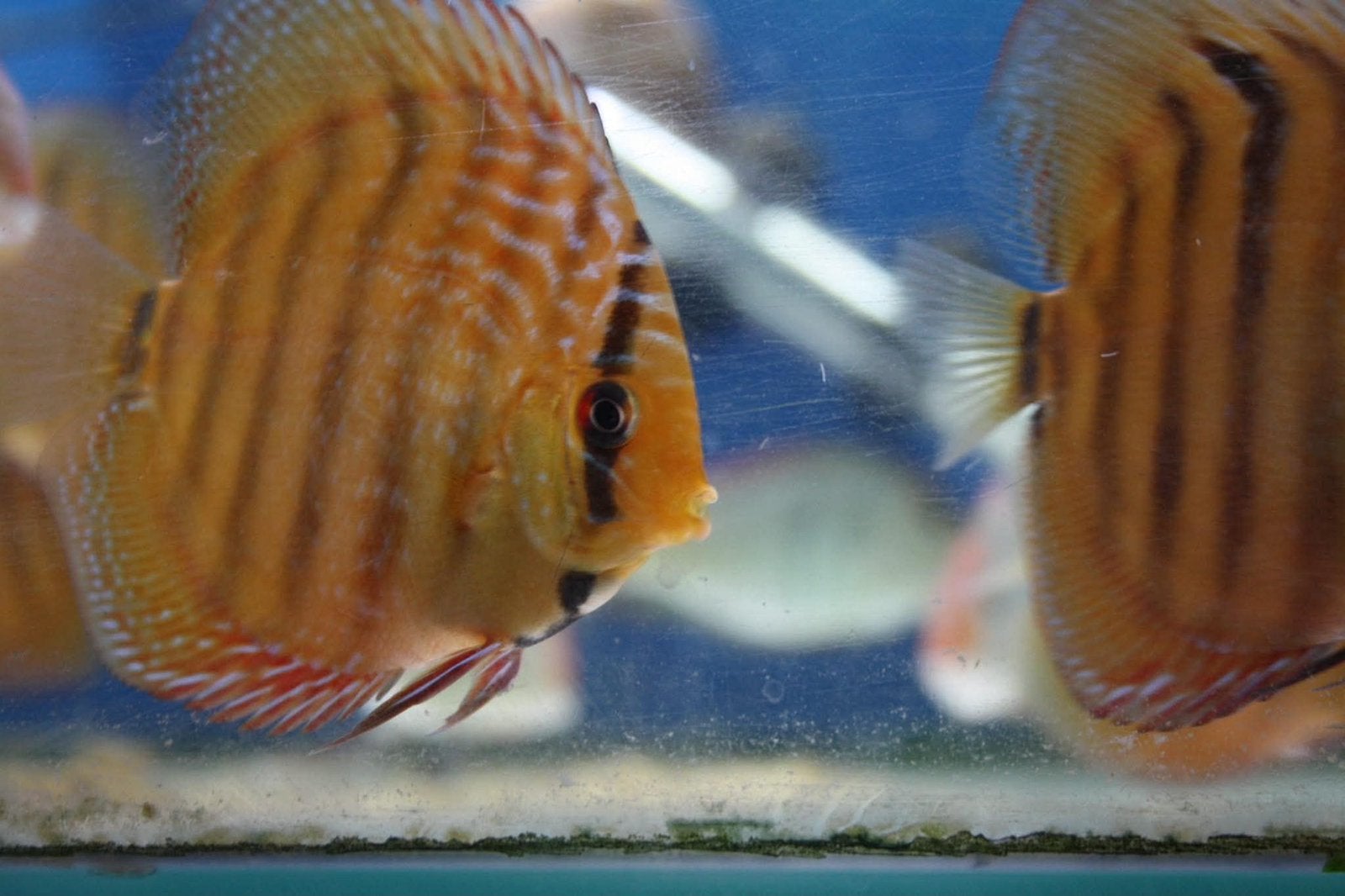 Discus