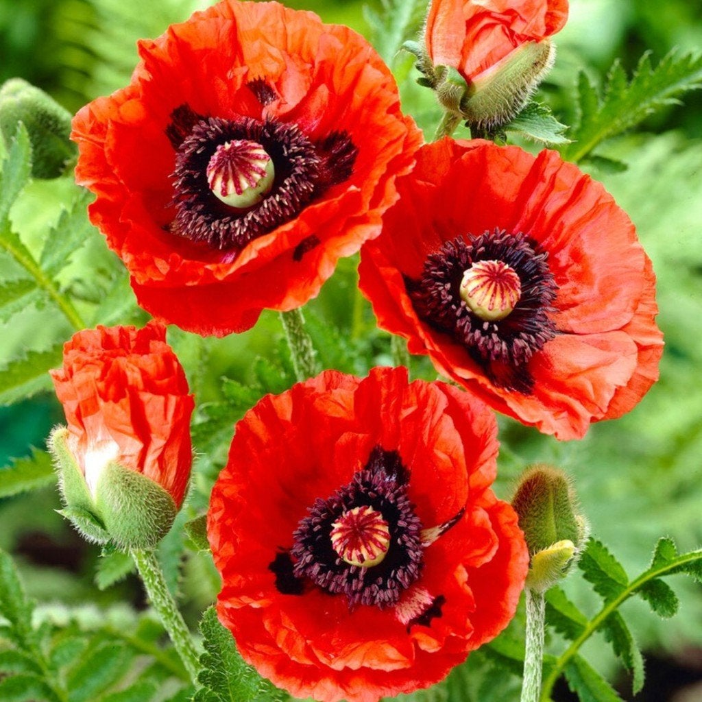 Papaver Orientale 0,50 per potje, Tuin en Terras, Ophalen