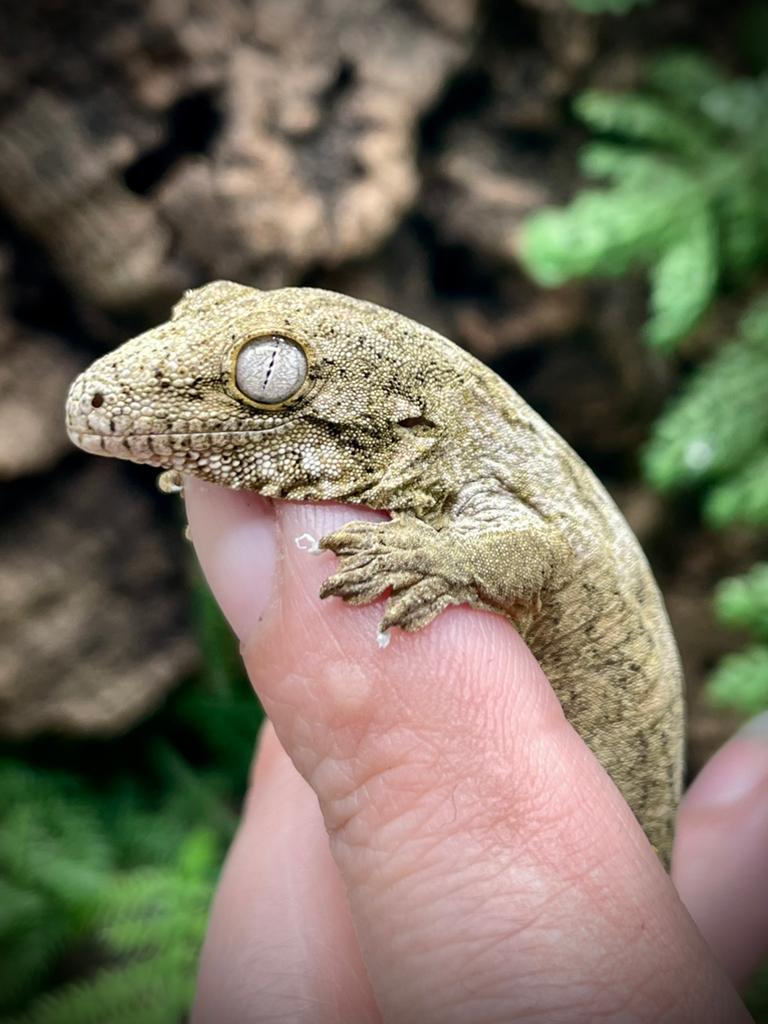 Leachianus nuu ana + verblijf, Animaux & Accessoires, Reptiles & Amphibiens