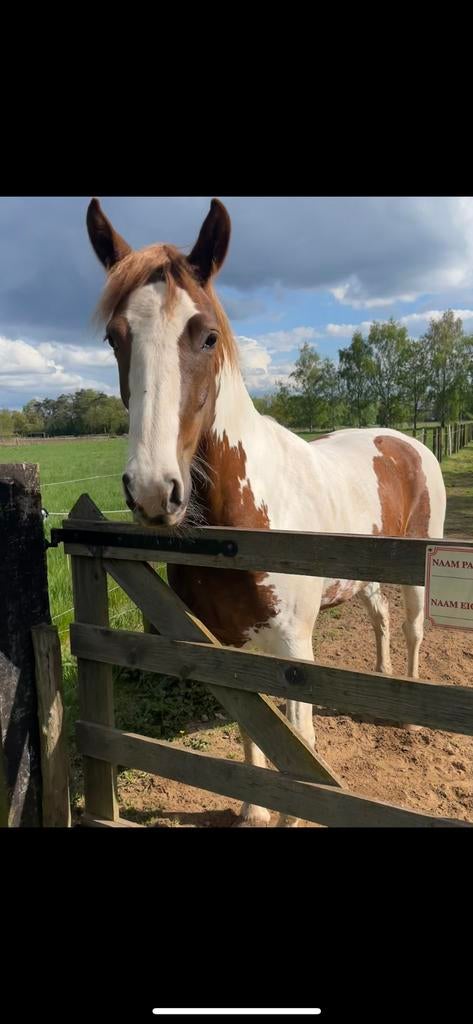 Zangersheide merrie - 3,5 jaar, Dieren en Toebehoren, Merrie, 160 tot 165 cm, Recreatiepaard, 3 tot 6 jaar
