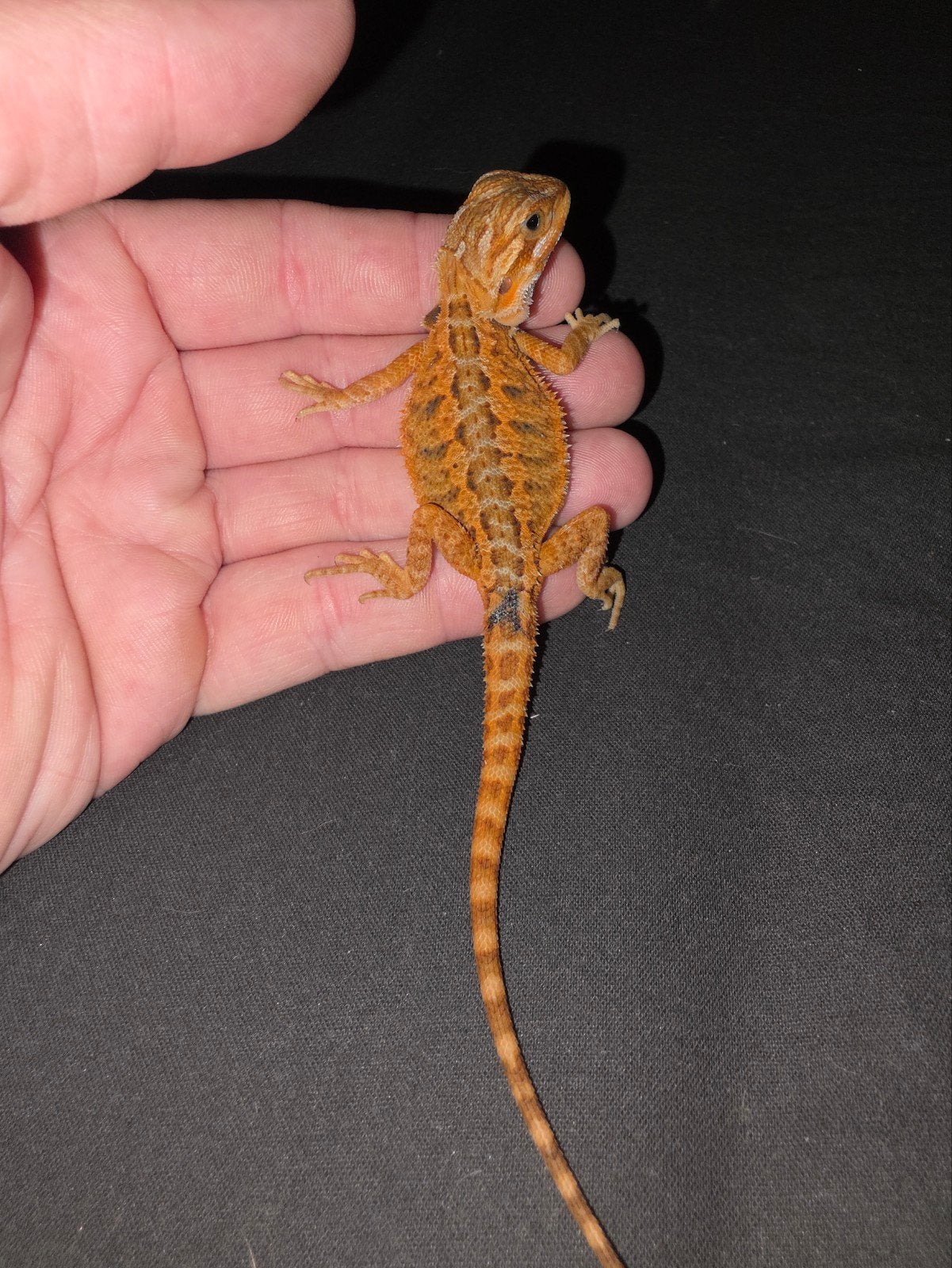 Bébé dragon barbu orange, Animaux & Accessoires, Lézard, Domestique, 0 à 2 ans