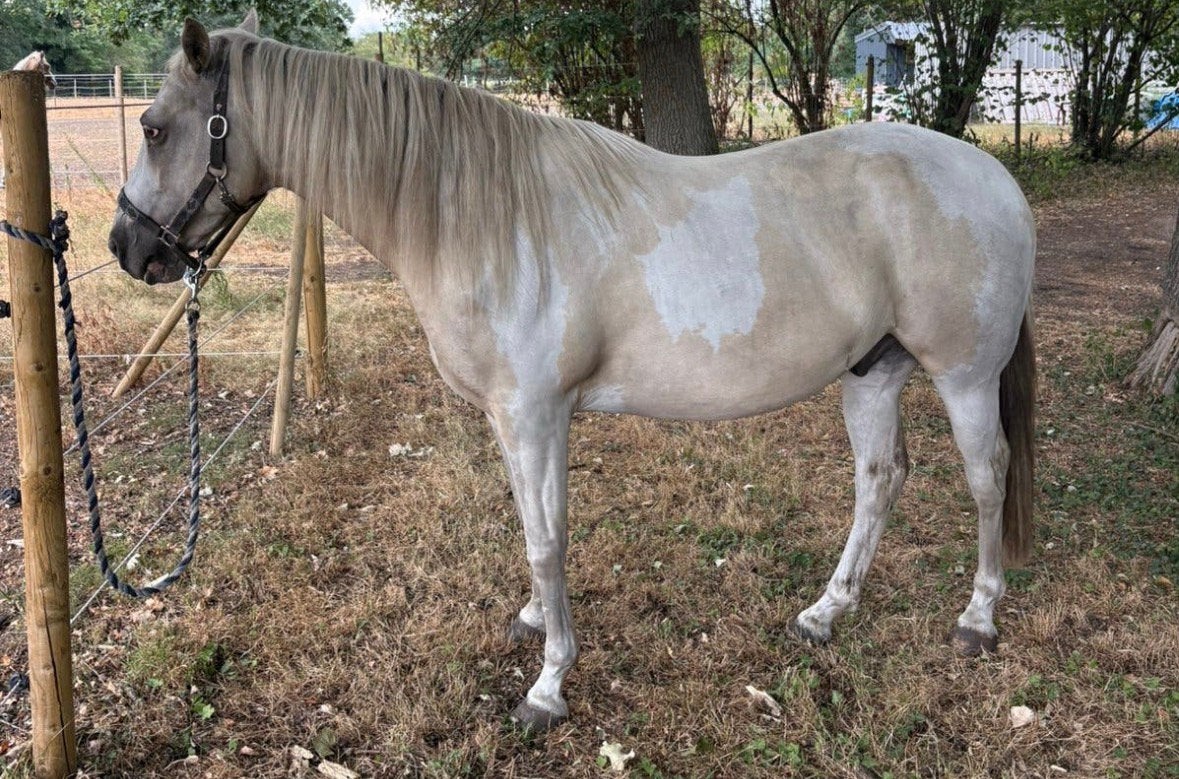 Leuke D-pony te koop – Quarter x Appaloosa kruising –, Dieren en Toebehoren