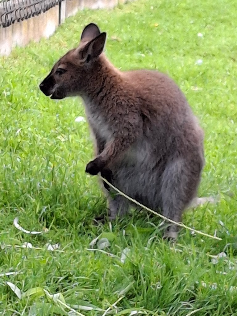 Wallaby jong man, Mai, Mâle
