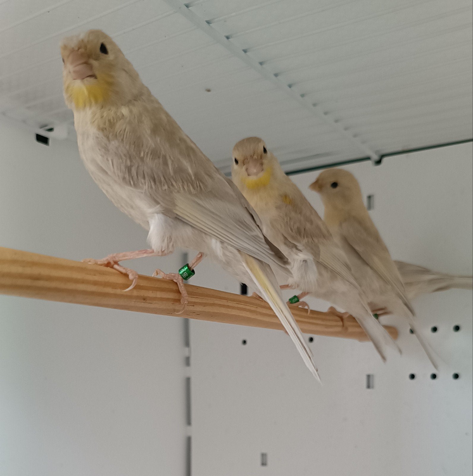 Mooie kanaries
