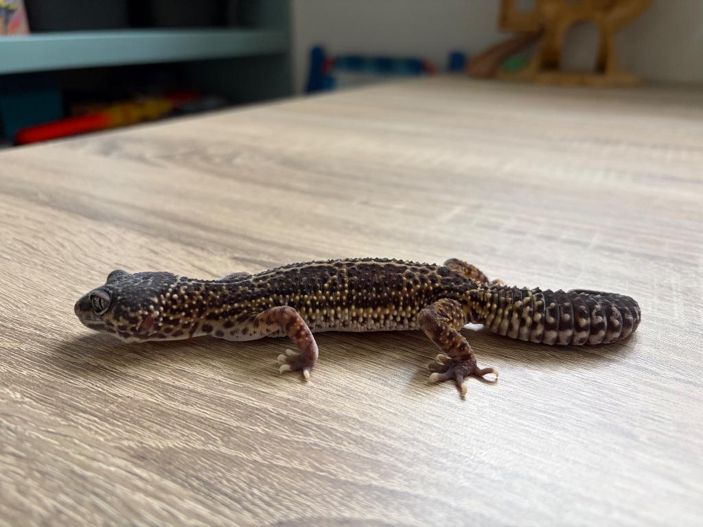Luipaardgekko, Dieren en Toebehoren, Reptielen en Amfibieën, Hagedis, Tam, 0 tot 2 jaar