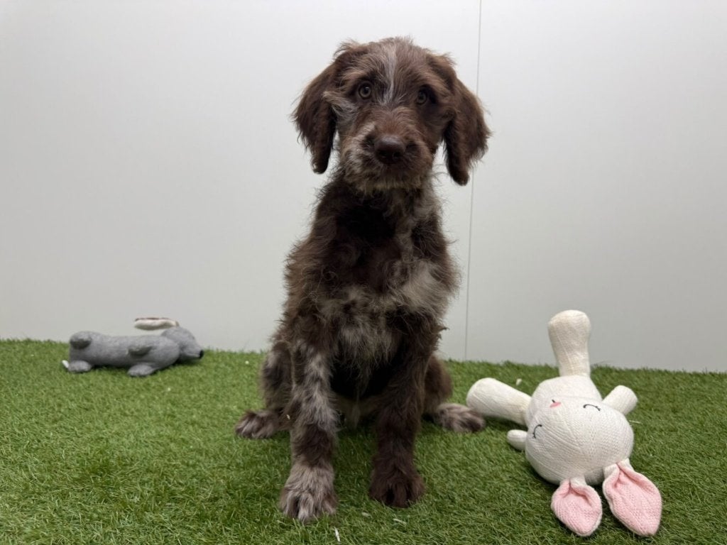 Chiots Labradoodle, Maladie de Carré (chiens), Plusieurs, Belgique, Plusieurs animaux
