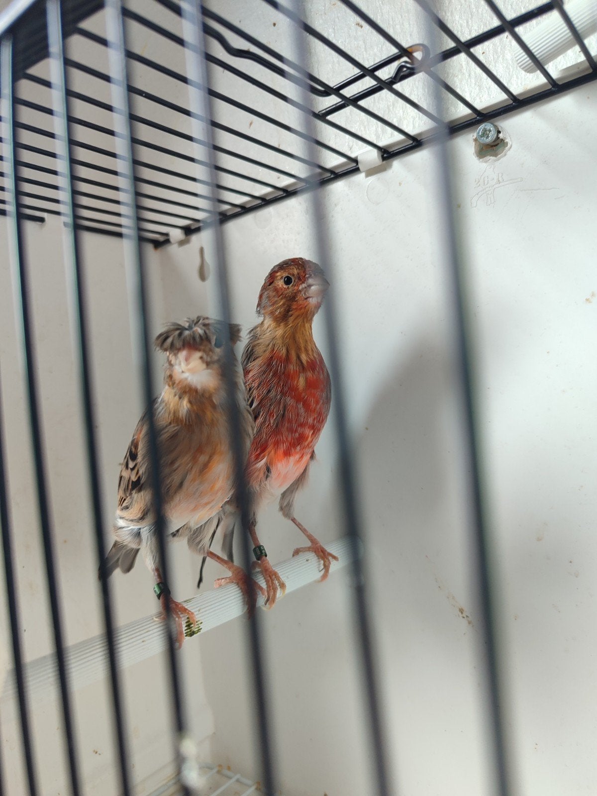 couple arlequin canari 2026 50€, Enlèvement