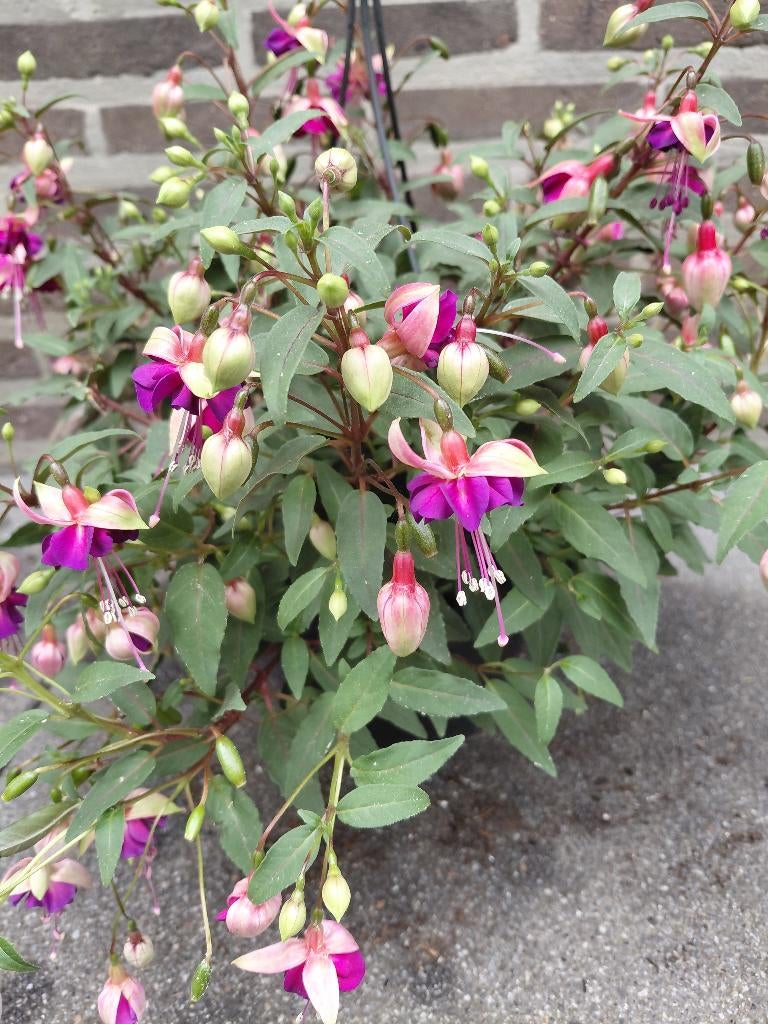 Fucksia in hangpot, Ophalen
