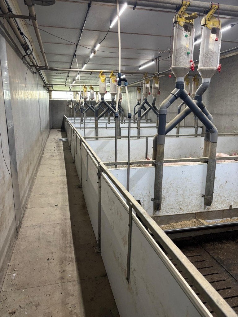 Hokinrichting voor opfok gelten [485], Dieren en Toebehoren