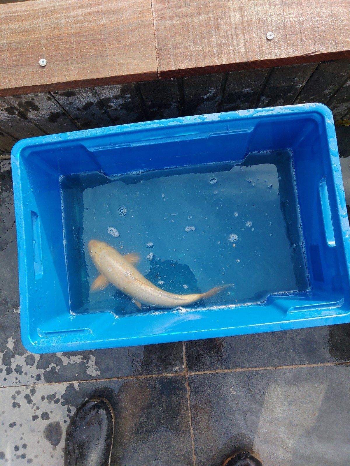 koi, Karper of Koi