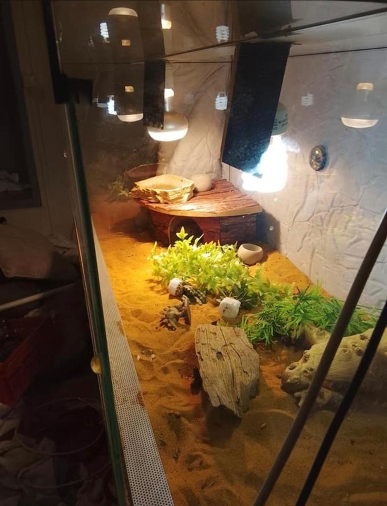 Baardagaam man, Dieren en Toebehoren, Reptielen en Amfibieën | Toebehoren, Ophalen