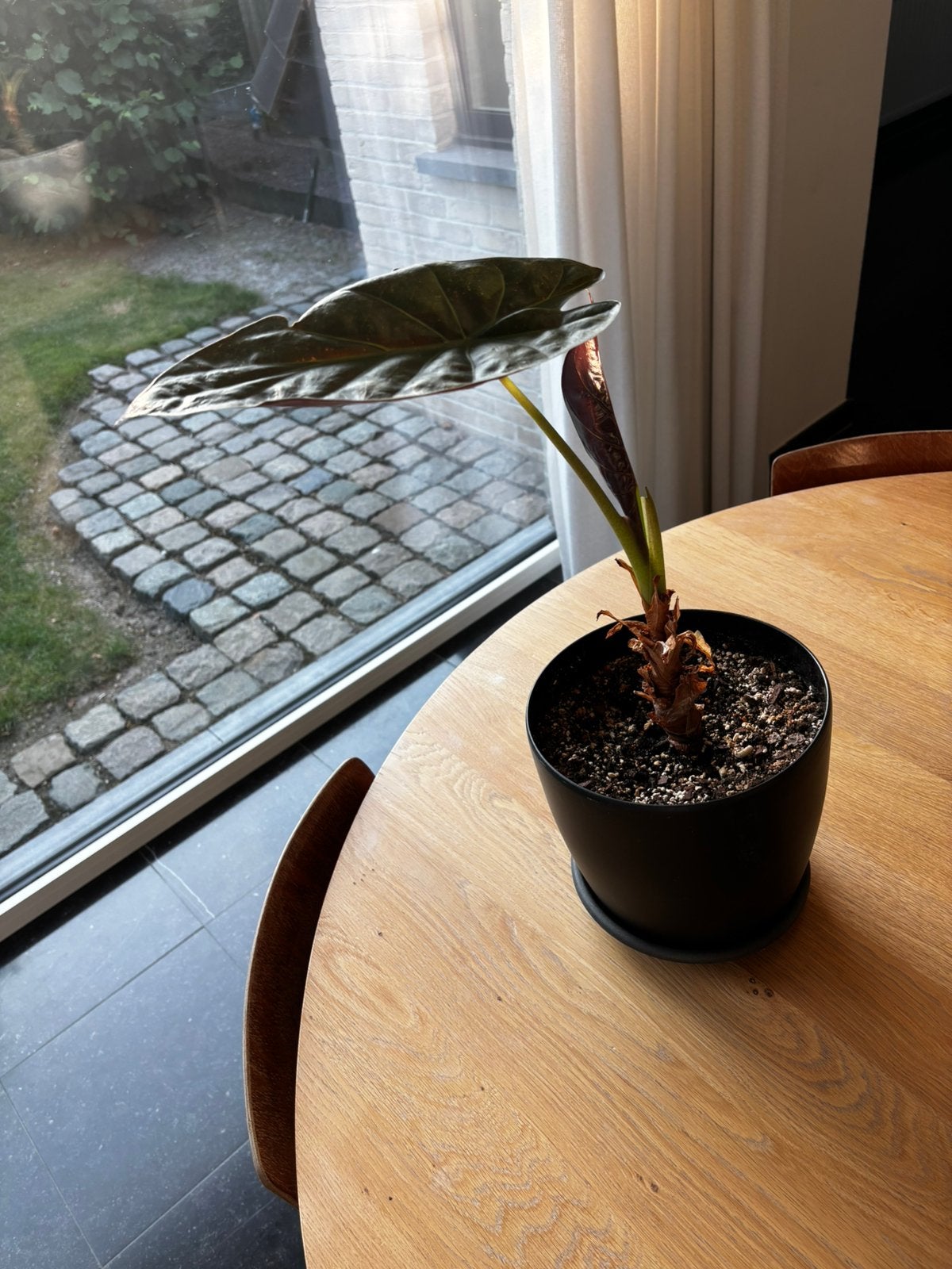 Alocasia Wentii, Enlèvement