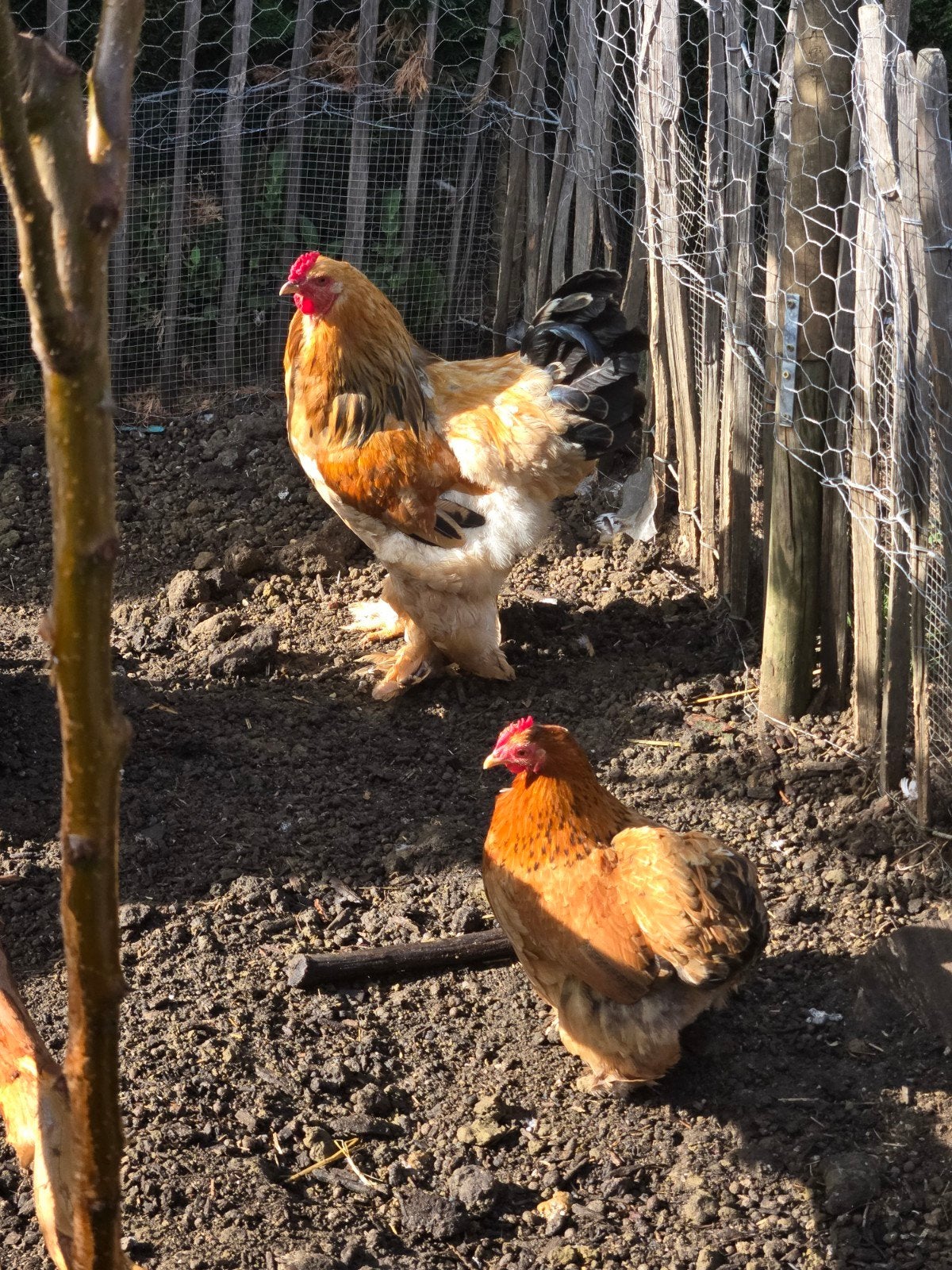 brahma haan, Dieren en Toebehoren, Pluimvee