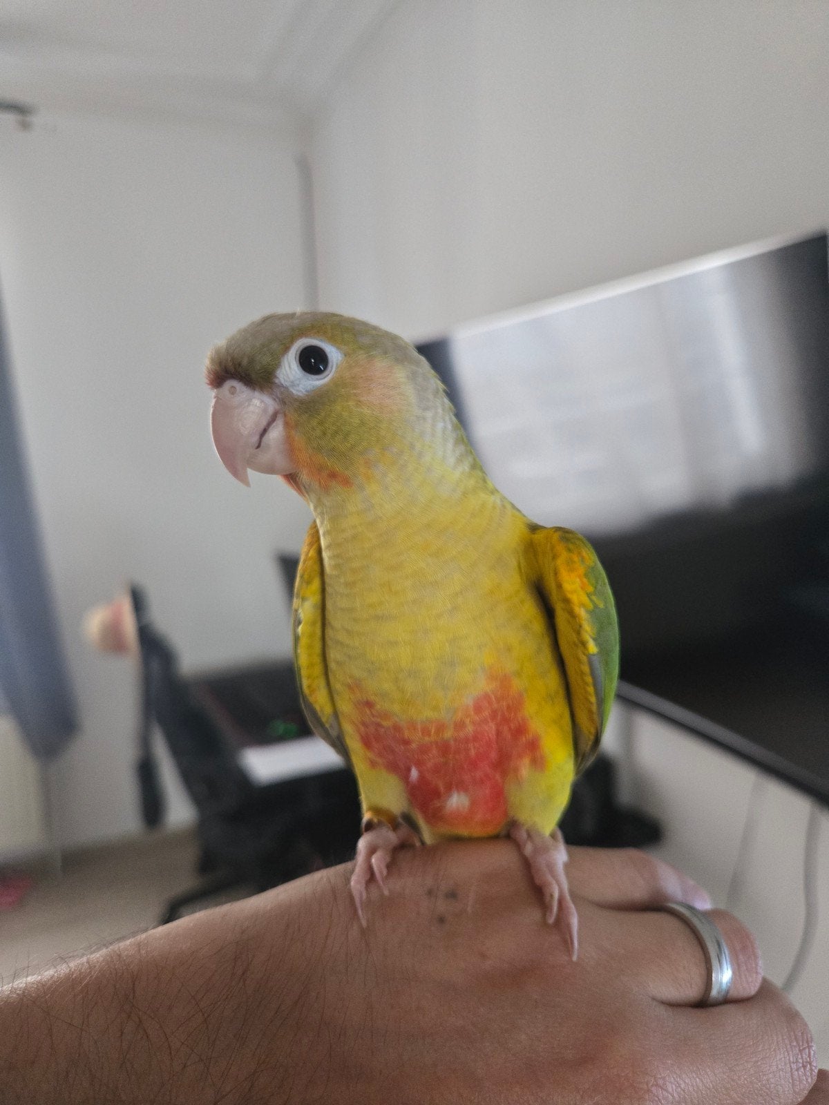 Conure opaline ananas, Animaux & Accessoires