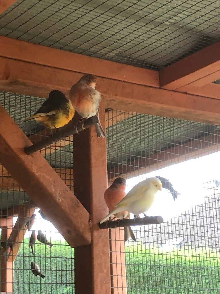 Canaries, Animaux & Accessoires, Plusieurs animaux, Canari de couleur