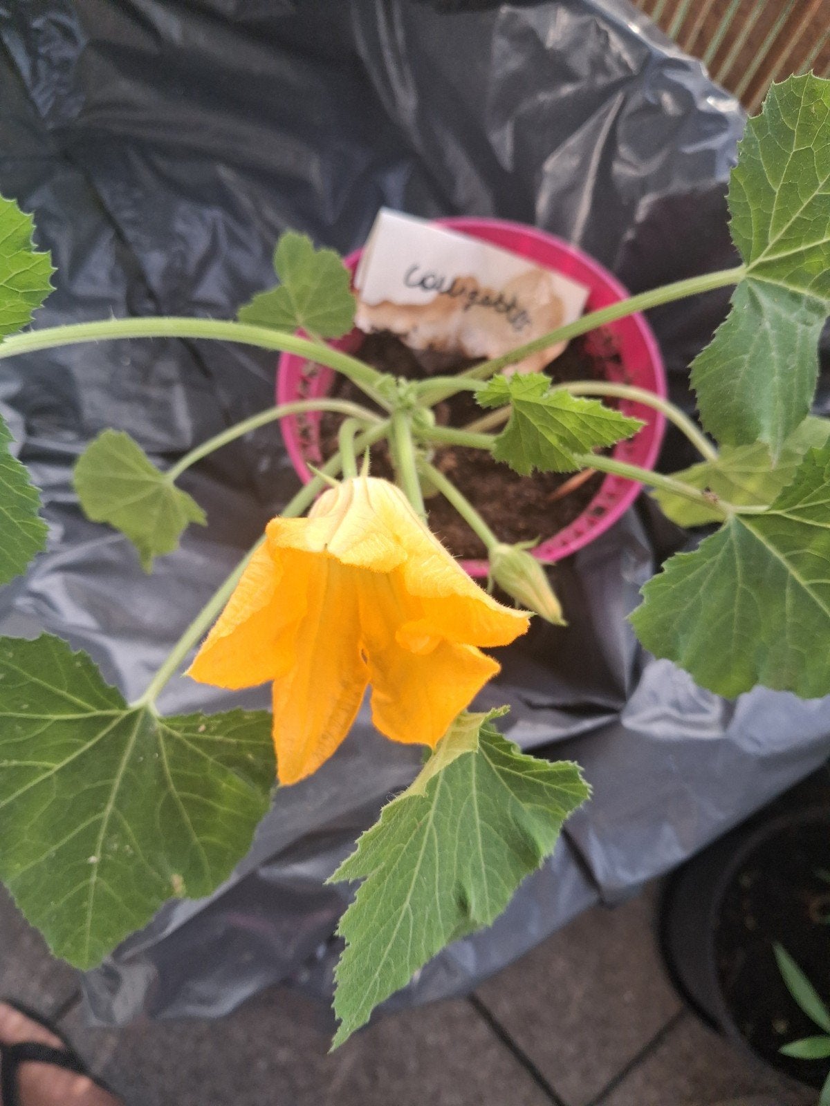 Plants de légumes et aromatiques, Jardin & Terrasse, Enlèvement