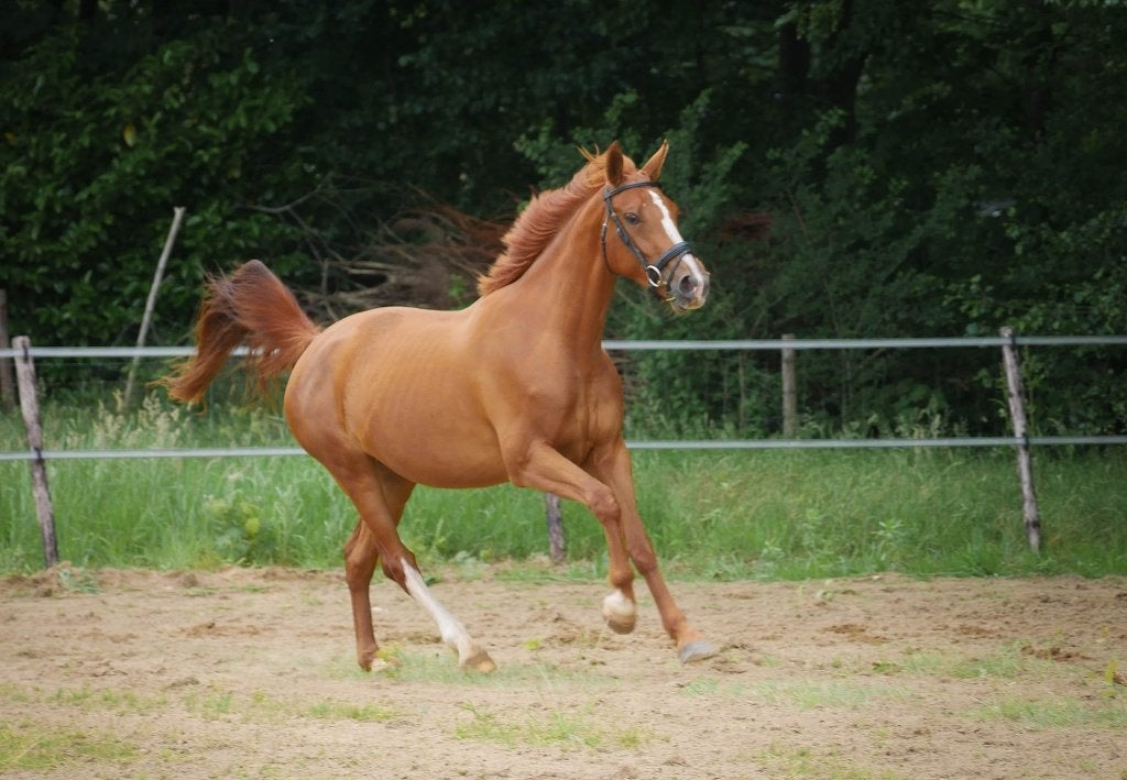 Mensgerichte, nuchtere KWPN PROK merrie!, Dieren en Toebehoren, Merrie, Met stamboom, 3 tot 6 jaar, 160 tot 165 cm