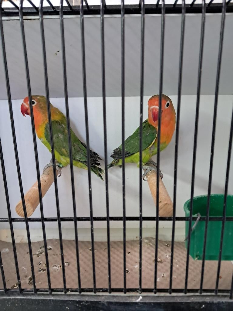 Paire de fischeri verts, Plusieurs animaux, Perroquet nain ou Inséparable, Bagué