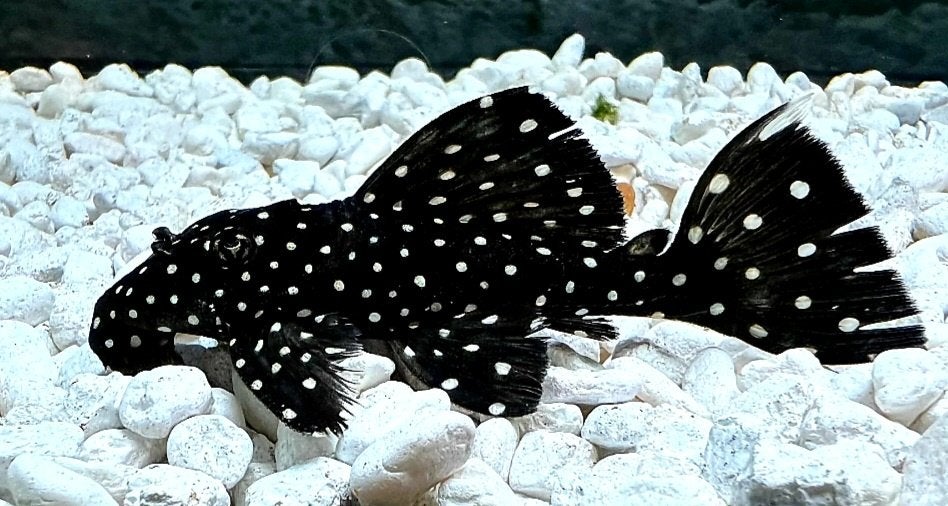 Aquariumvissen schitterend trio L240 pleco, Vis, Zoetwatervis
