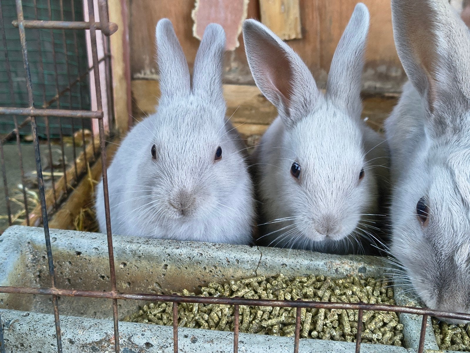 Parelgrijs van Halle, Dieren en Toebehoren, Mannelijk, Klein, 0 tot 2 jaar